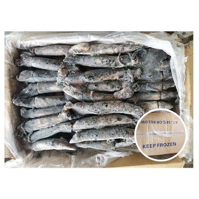 China Good Quality Competitive Price Nutritious Calamari Squid Prime Frozen Black Squid for sale