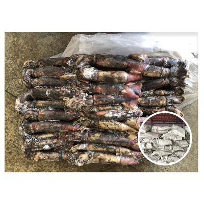 China Tuna Bait Nutritious Earth Tender Seafood Frozen Black Squid 70-150g for sale