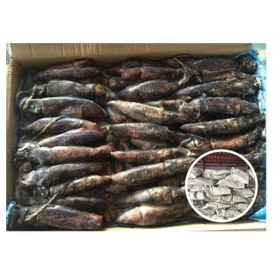 China Todarodes Sagittatus Nutritious Fish Black Squid For Squid Lures South Africa Frozen Black Squid for sale