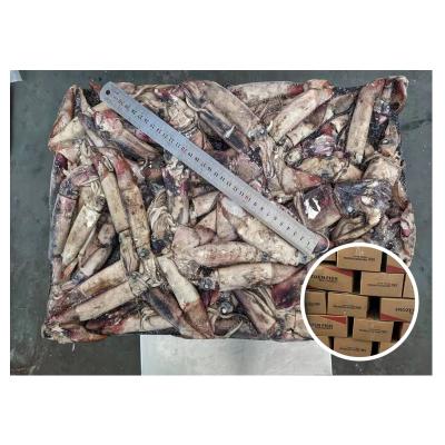 China Nutritious Hot Selling Frozen Black Squid 80-130g Sea Squid For Baits for sale