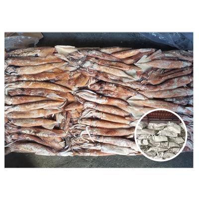 China West Africa Frozen Squid Bait NATURE Whole Round Squid Round Squid For Sale for sale