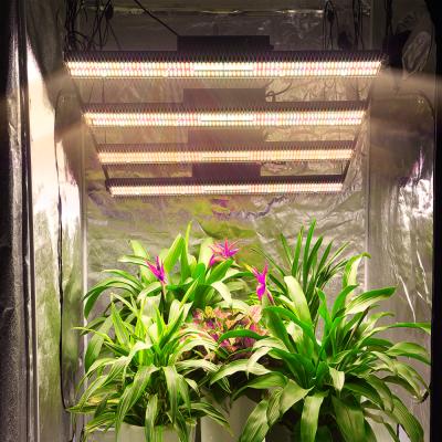 China Seed starting 800W even and large bavagreen flowers to grow light high harvest light led to grow to mix I UV lights to increase THC concentration for sale