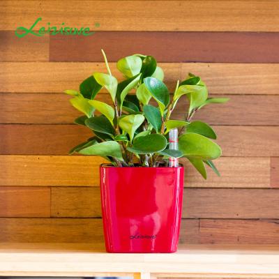 China Modern Durable Plastic Flowerpot &planters mini suculentas de plantas de Macetas Para decorativas for sale