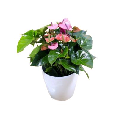 China CLASSIC smart white flower pot, leizisure self watering plant, self watering plant pots for sale