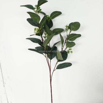 China Home Wholesale Amazon Eucalyptus Stems Hot Selling Eucalyptus Leaves Picks for sale