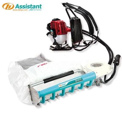 Chine DL-4C-S39 139F 4 temps de puissance machine de récolte de feuilles de thé jardinage moissonneuse sac à dos à vendre