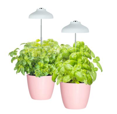 China J&C Size Adjustable Miniarden Charloe - Umbrella Plant Grow Herb Garden Height Adjustable Automatic LED Light Timer - Wood Patte Color for sale