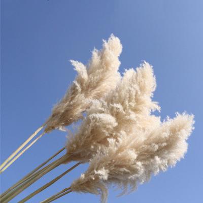 China Wedding / Wedding home decoration popular natural dry flowers fluffy white dry pampas grass big pampas grass for sale