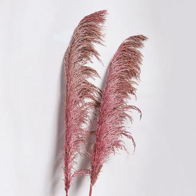 China Wedding / Decoration Success Home Decoration Dried Flowers Colorful Grass Great Pampas Grass For Home Or Weddings Decoration for sale