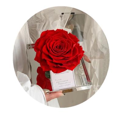 China Acrylic Preserved Roses Long Lasting Flowers And Roses For Valentines Day Single Large Roses In Acrylic Box Preserved Flowers For Mothers Day for sale