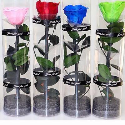 China Hot Selling Eternal Flower Single Preserved Rose Real Long Stem Flower In PVC Box L& R8320 for sale