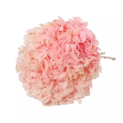 China Bridal Bouquets Preserved Flowers Preserved Foliage Golden Ball For Decorative Interior Accessories for sale