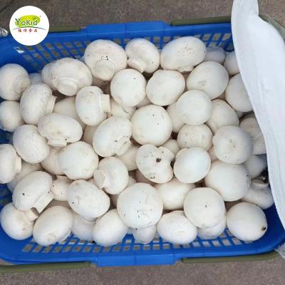 China FROZEN wholesale distribute new culture China IQF frozen button mushroom for sale