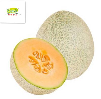 China BRC new season IQF hami frozen melon HALAL KOSHER FROZEN for sale