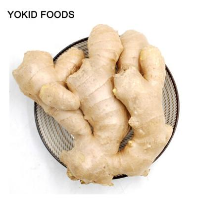 China Fresh Fresh Ginger Root Exporter for sale