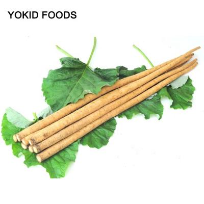 China Fresh chinese fresh burdock root for sale