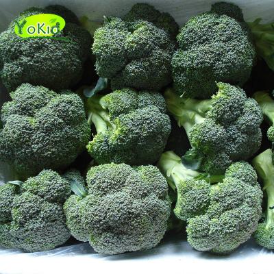 China Fresh new crop high quality bulk vegetable broccoli for sale