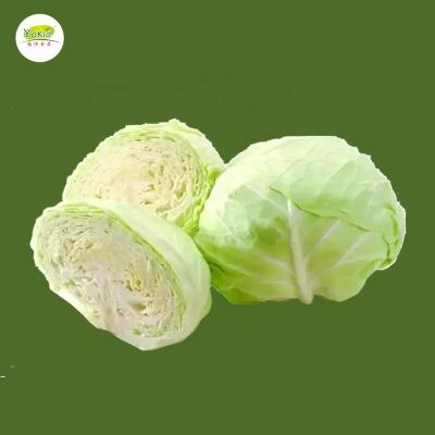 China Chinese Cabbage FROZEN White Dies Harvest Vegetable Price List for sale