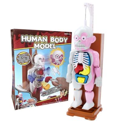 China Educational Model Toy School BO Toy Human Body Assembled Model Science Assembly Games 3D Model Kit For Halloween Gift for sale