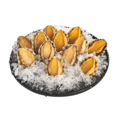 China QUICK FROZEN BLANCHED Abalone IN SHELL for sale