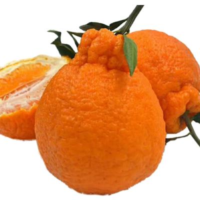 China New Fresh Delicious Fresh Sweet Golden Yellow Ugly Orange for sale