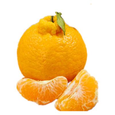 China Wholesale Fresh China Chun Jian Sweet Orange Golden Yellow Fresh for sale