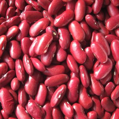 China Dry British Red Kidney Bean Rajma for sale