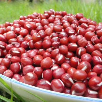 China High quality small round dry red bean for sale