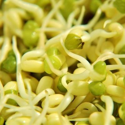 China 2021 Green Mung Bean Mung Beans Sprouting Chinese Dried Green Mung Bean Price for sale