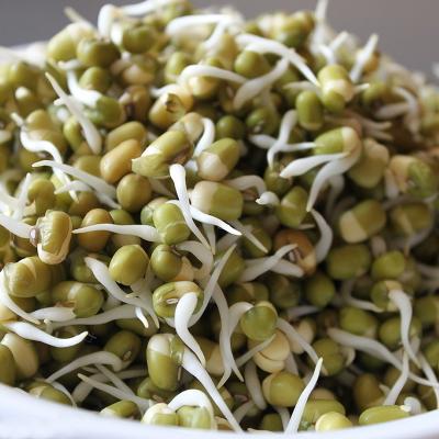 China Dry green rediata of mung sprouting bean vigna for sale