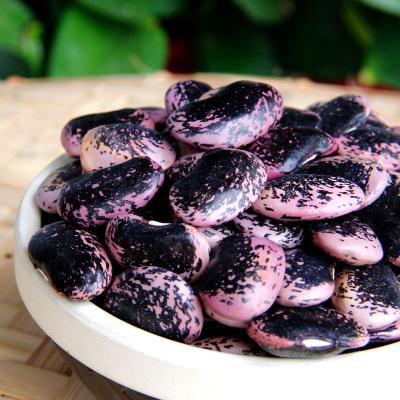 China Large Dried Black Spotted Kidney Bean With High Protein for sale