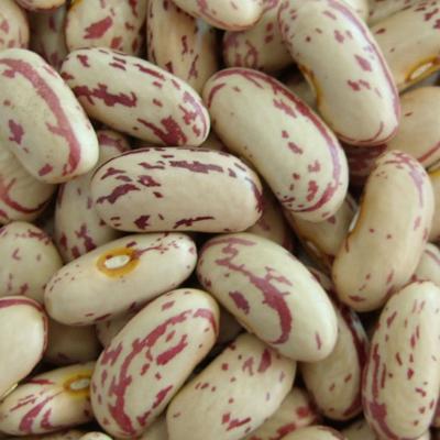 China Kidney Bean Dry Light Spotted Pinto Beans for sale