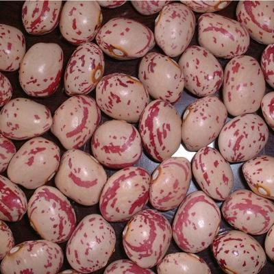 China Sugar Dried Red Spotted Beans for sale