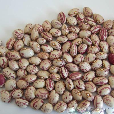 China Cranberry dry bean for sale