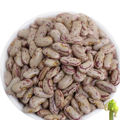 China Dried Organic Red Spotted Beans for sale