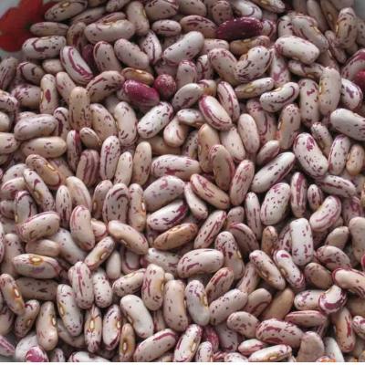 China Dried beans from Cocos de Rose for sale