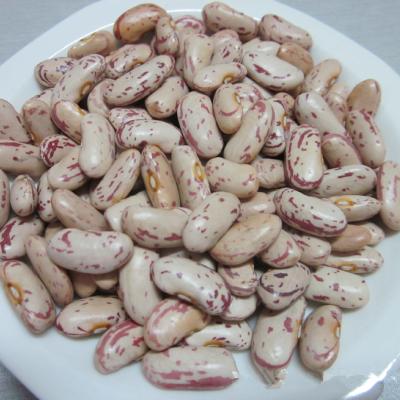 China Spotted Light Dry Bush Bean Legumes Exporter for sale