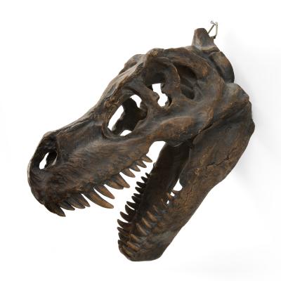 China Hanging China Resin Dinosaur Skull Head Model Tyrannosaurus Skeleton Fossil Home Decoration Animal for sale