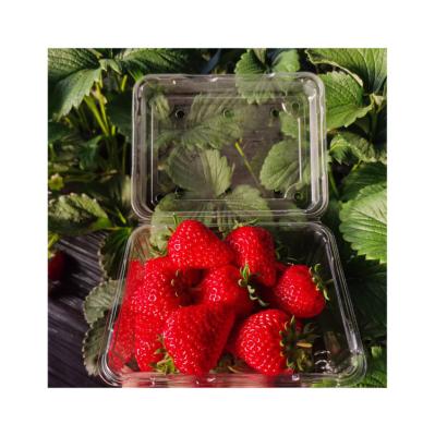 China Frais specialist produces fresh strawberries in bulk without any addition for sale