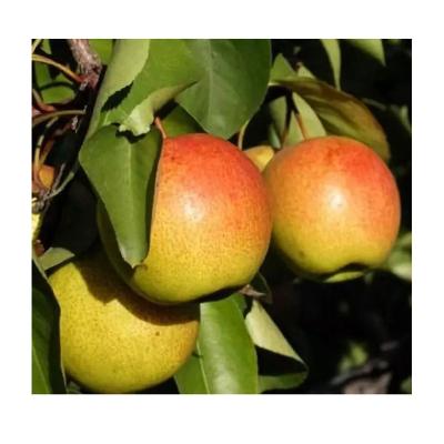 China Farm Production Fresh Professional Wholesale Without Any Extra Quality Hongxiao Pear for sale