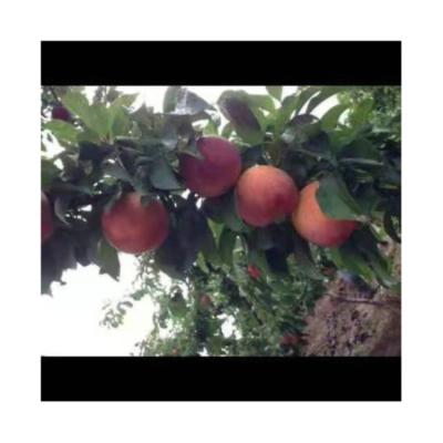 China Farm Fresh Professional Wholesale Quality Reliable Fresh Plums for sale