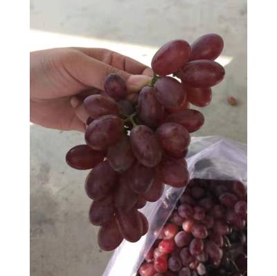 China Fresh high quality fresh organic grapes for sale