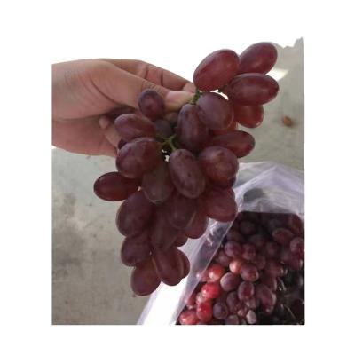 China Fresh We produce high quality organic fresh grapes for sale