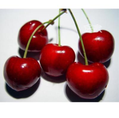 China Farm Fresh specializes in organic cherries for sale