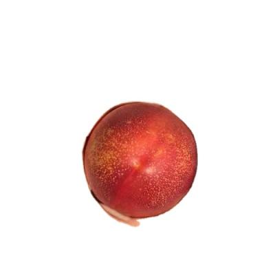 China China Fresh offers good quality fresh nectarines for sale