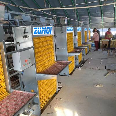 China Farms Layer Automatic Battery Farm Cage Egg Collection Machine System for sale