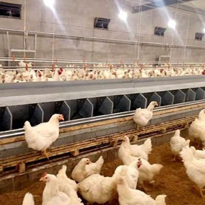 China Cultivate Automatic Layer Nest System In Poultry Floor Farm Automatic Laying Nest Box With Automatic Egg Collection Conveyor for sale