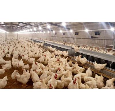 China Farms System In Poultry Floor Farm Automatic Laying Nest Box With Automatic Egg Collection Conveyor for sale