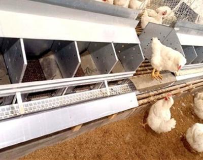 China ZUMOI Farms Automatic Breeding Layer Egg Laying Nest for sale