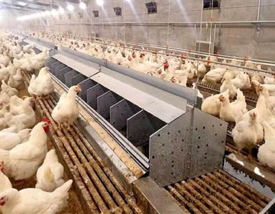 China Farms Breeding Automatic Layer Chicken Cage Egg Laying Nest For Layers for sale